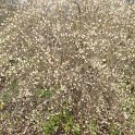 Lonicera fragrantissima hiver